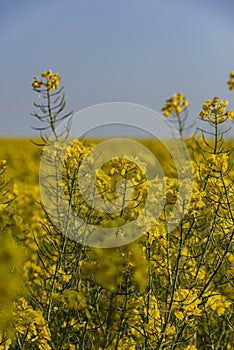 Brassica napus(Oilseed Rape) Rapeseed, also known as oilseed rape.