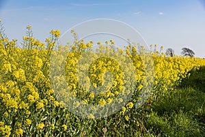 Brassica napus(Oilseed Rape) Rapeseed, also known as oilseed rape.