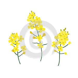 Brassica napus, rapeseed, colza, oil seed, canola vector illustration. The concept of rapeseed oil or honey. Flat vector