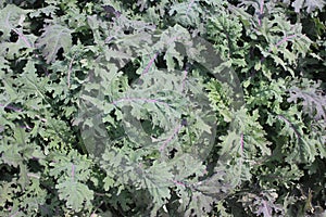 Brassica napus var. pabularia, Red Russian kale cultivar KTK-64 photo