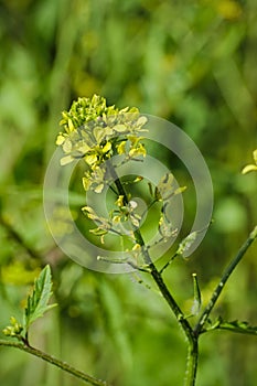 Brassica nigra