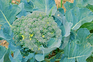 Brassica oleracea