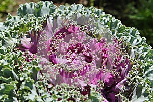 Brassica oleracea