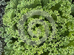 Brassica oleracea or acephala. Flowering decorative light green cabbage plant close-up. Natural vivid background