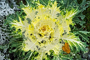 Brassica oleracea or acephala. Flowering decorative Yellow cabbage plant and the first snow with hail. Ornamental kale