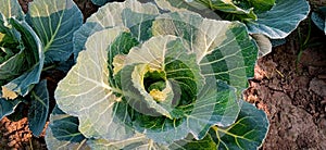 Brassica oleracea cabbage vegetable plant stock