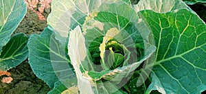 Brassica oleracea cabbage vegetable young plant