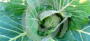 Brassica oleracea cabbage vegetable young stock