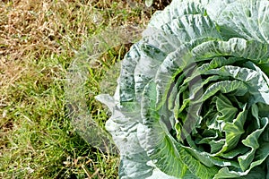 Brassica oleracea capitate leaves vegetable in organic field garden farm