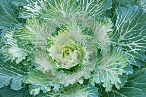Brassica Oleracea. Curly Kale. Ornamental Cabbage. Closeup, texture
