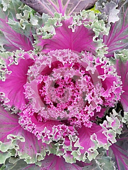 Brassica oleracea, decorative plant in green with purple, plant similar to a head of lettuce