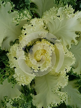 Brassica oleracea, decorative plant in green with white photo