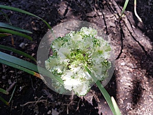 Brassica oleracea, decorative plant in green with white photo