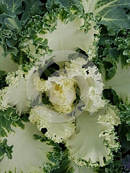 Brassica oleracea, decorative plant in green with white photo