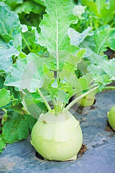 Brassica oleracea Gongylodes Group in organic vegetable farm , natural patterns background