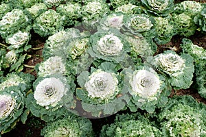 Brassica Oleracea Heirloom, White Flowering Cabbage