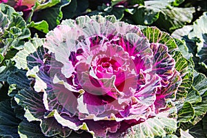 Brassica oleracea or pink purple cabbage vegetable farm garden close up background