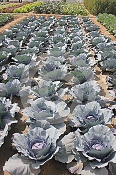 Brassica oleracea var capitata, Red cabbage