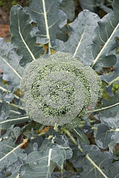 Brassica oleracea var. Italica close up