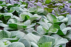 Brassica rapa chinensis, chinese cabbage or pak choi grow at farm. Fresh organic vegetables concept