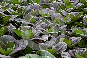 Brassica rapa chinensis, chinese cabbage or pak choi grow at farm. Fresh organic vegetables concept