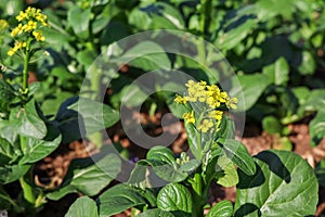 Brassica rapa flower photo