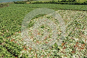 Brassica rapa subsp. pekinensis, Vegetables harvested