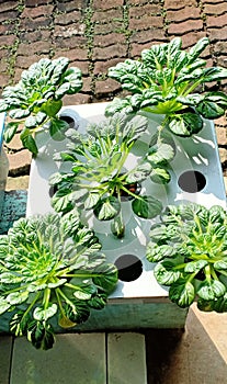 Brassica Rapa subspecies narinosa on seedling photo