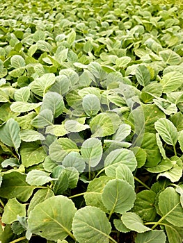 Brassica seedling on a tray grows uniformly in nursery