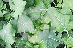 Brassica vegetable garden bed: kohlrabi leaves plus pak choi growing with rain droplets