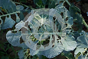 brassica vegetable leaf damage from worm