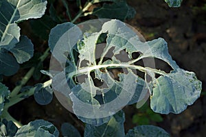 brassica vegetable leaf damage from worm