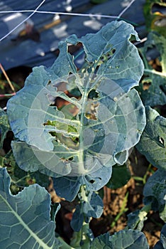 brassica vegetable leaf damage from worm