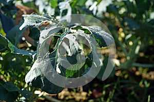 brassica vegetable leaf damage from worm