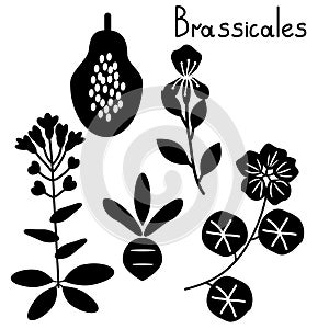 Brassicales plant order photo