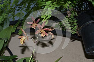Brassolaelia Richard Mueller Orchid