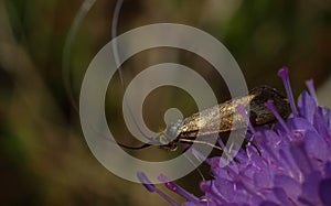 Brassy Longhorn moth Nemophora metallica