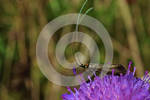 Brassy Longhorn moths Nemophora metallica