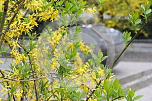 25 March 1988 monument near Notre Dame and bush with yellow flowers