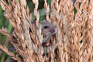 Brattleboro rat, mouse in the rice plant