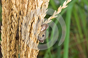 Brattleboro rat, mouse in the rice plant