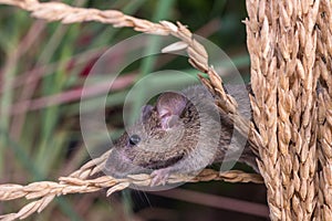 Brattleboro rat, mouse in the rice plant