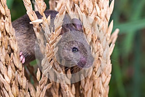 Brattleboro rat, mouse in the rice plant