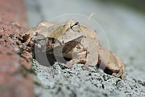 Brauer's tree frog