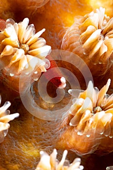 Braun`s pughead pipefish in his coral