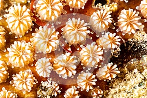 Braun`s pughead pipefish in his coral, Bulbonaricus brauni