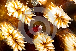 Braun`s pughead pipefish in his coral, Bulbonaricus brauni