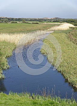 Braunton Marsh