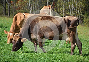 Braunvieh German, `brown cattle`