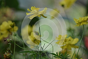 Close up yellow cosmos flower in the park with bokeh backgrou photo